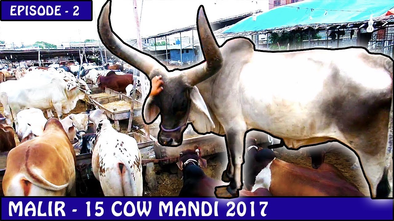 COW MANDI MALIR 15  EPISODE - 2 | KARACHI 2017