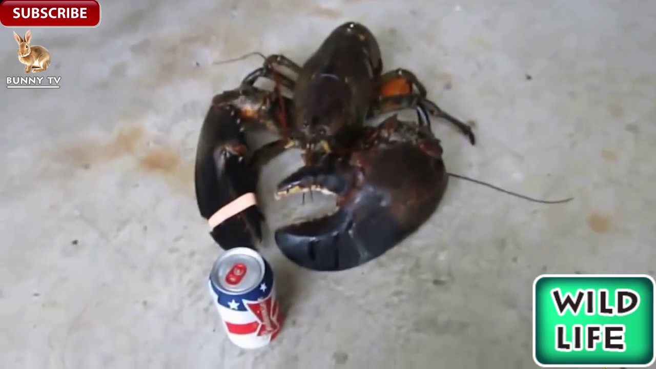 The power of Lobster - Wild life of nature animal