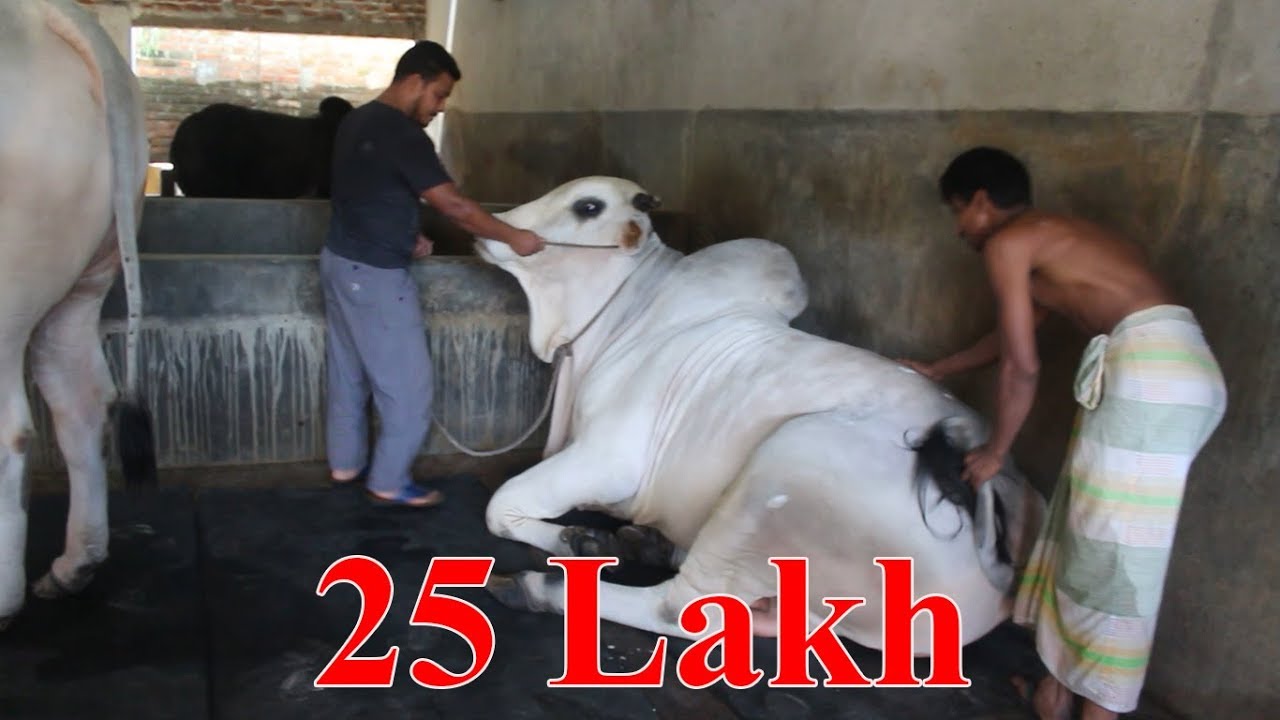 Pakistani Biggest Cow Eid Ul Adha 2017 - Gabtoli Haat (2017)