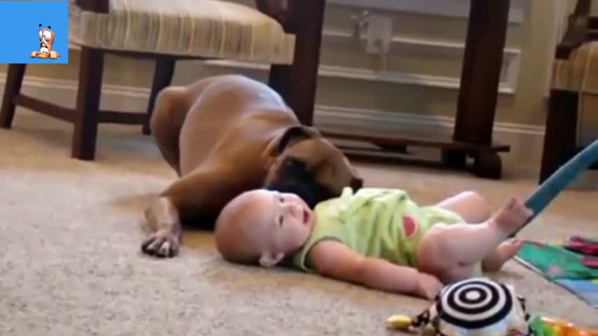 Funny Animals & Babies Compilation 2014