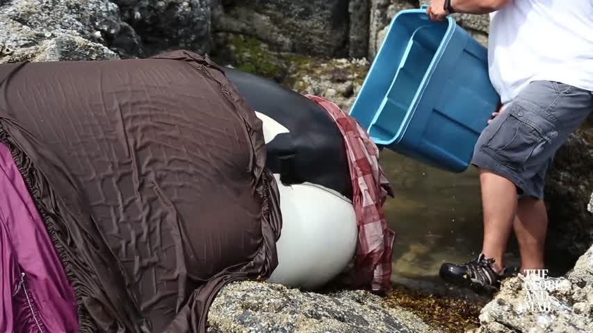 WHALE RESCUE Saving a stranded Orca in B.C.