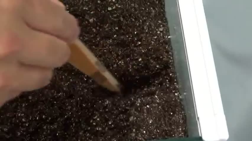 I tried breaking the nest of trapdoor spider