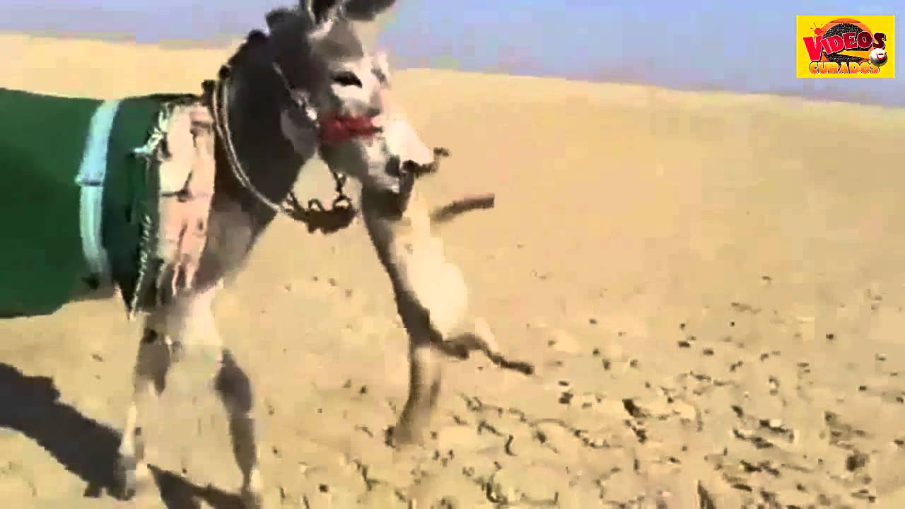 Donkey kills fox