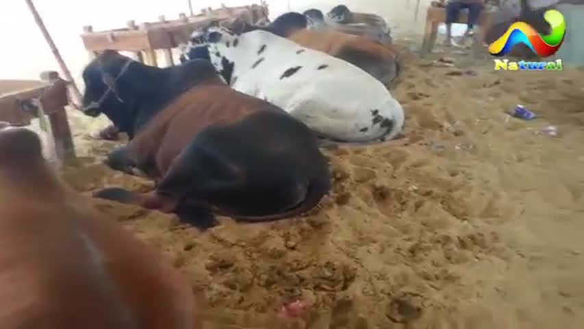 karachi Cow Mandi 2017 ||  Sohrab Goth Cow Mandi ||  Eid ul Adha 2017 - Part  1