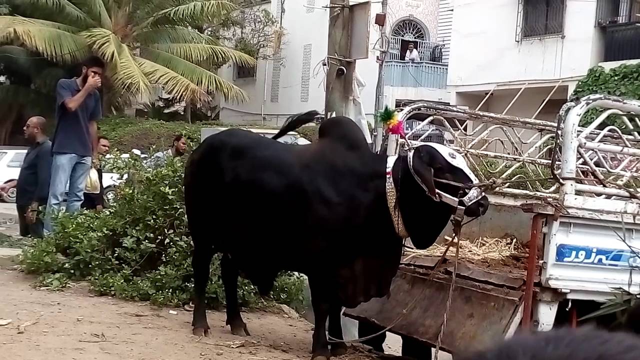 Eid ul adha | cow ka hangama