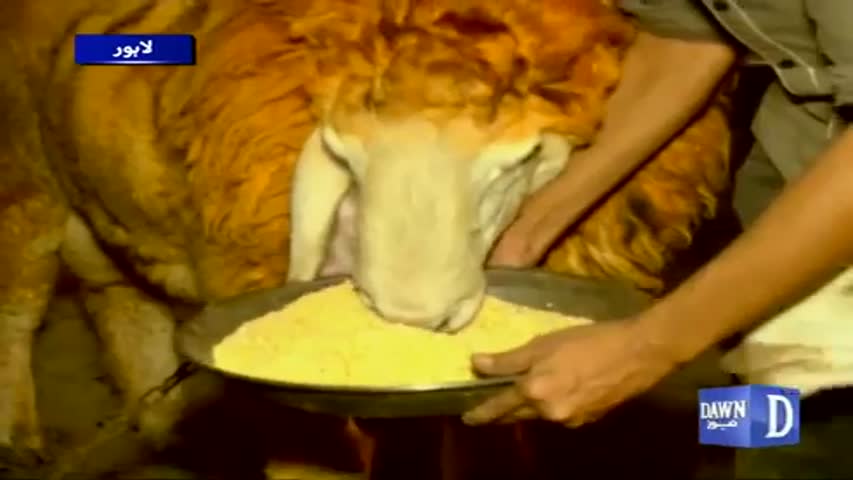 famous 185 kg weight of Goat, called 