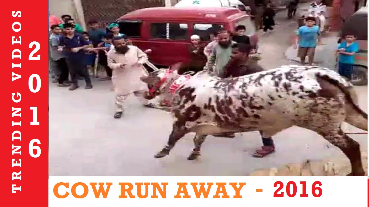 Healthy Cow Run Away During Unloading | Angry Cow 2016 | Qurbani Videos Pakistan