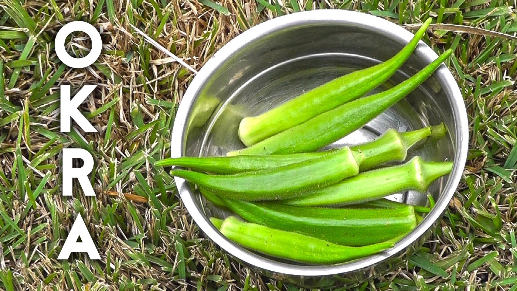 How to grow and harvest Okra (Gumbo or Ladies Finger) plus recipe!