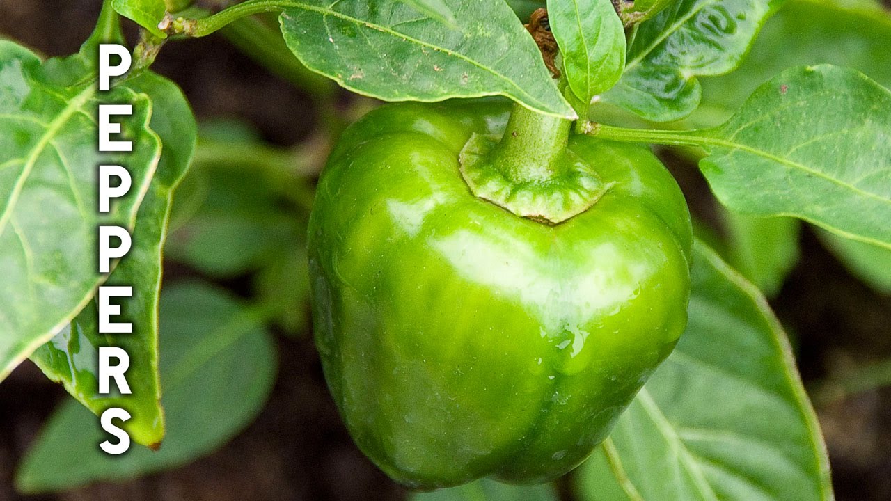Pepper Growing Tips - The Complete Guide To Growing Great Peppers