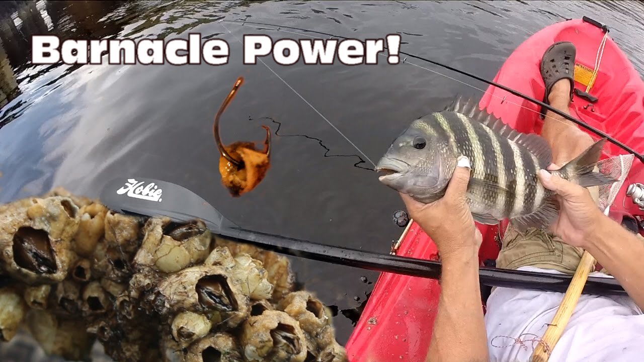 Using Barnacles as Bait: Sheepshead Fishing