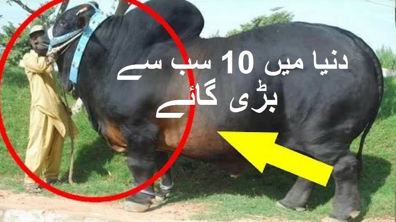 Top 10 Biggest Cow in the World