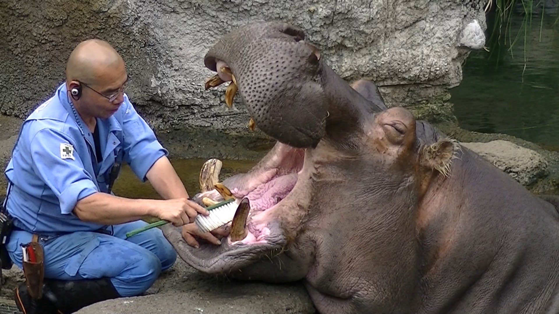 Hippo's toothpaste 【Tennoji Zoo】 Tooth brushing of a hippopotamus [Tennoji-zoo]