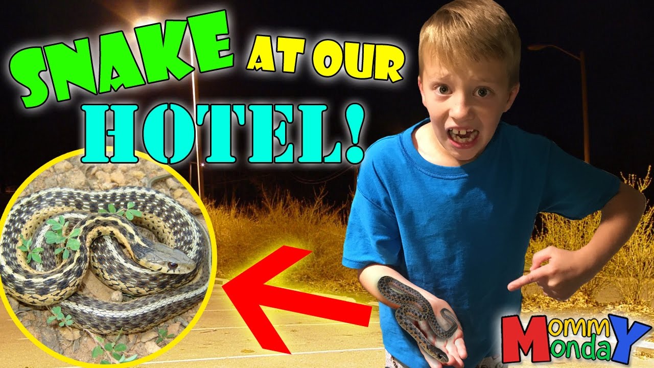 We Caught a SNAKE at our HOTEL! || Mommy Monday