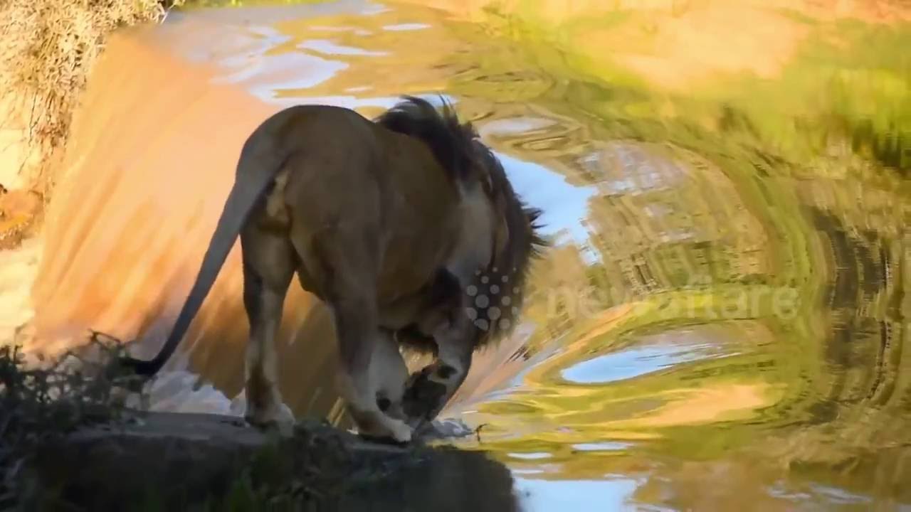 Lion falls down waterfall  Actual footage
