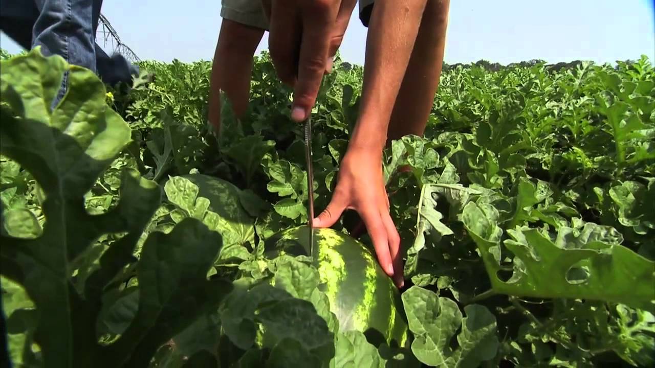 Georgia Watermelons - America's Heartland