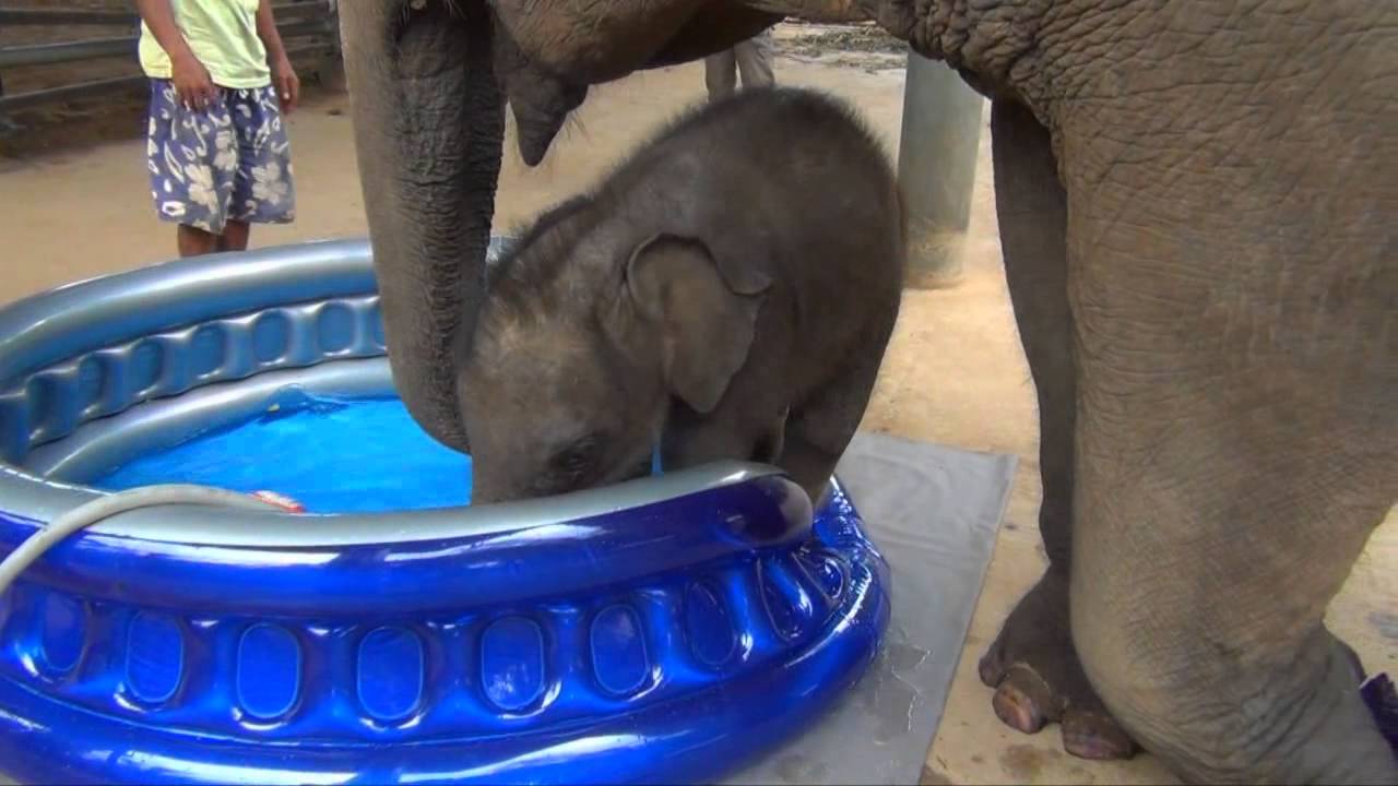 Baby Elephant Bath Time 