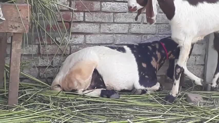 COW MANDI | SHAHPUR KAANJRA | 2017