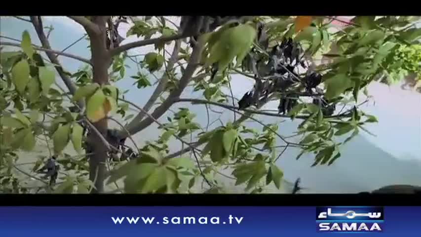 Chota Ghar Bara Dhamaka - Hashmat & Sons - 11 June 2016