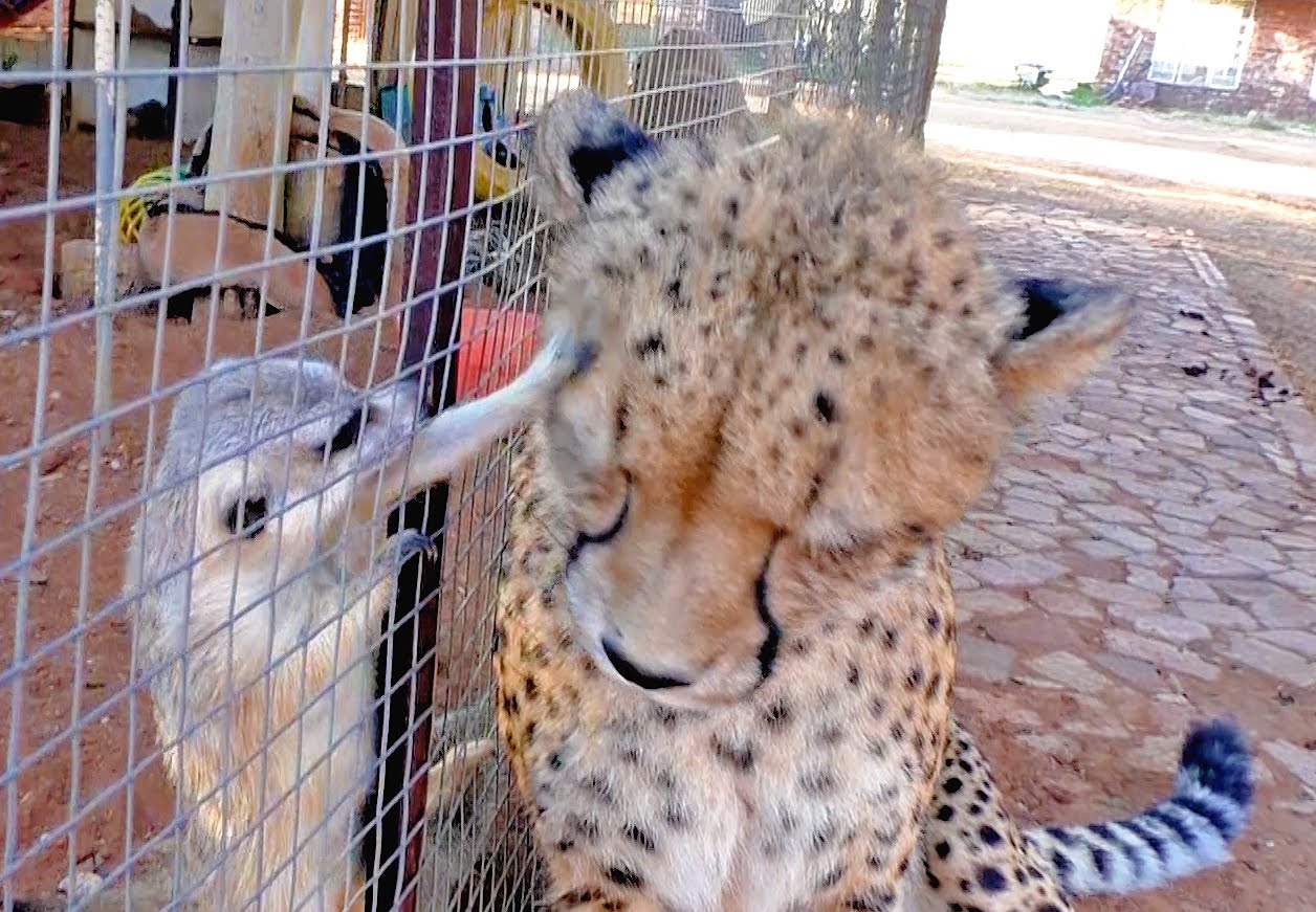 African Cheetah Versus Meerkats | Big Cat Gets Small Animal to Groom Him & Then Purrs | Loves It