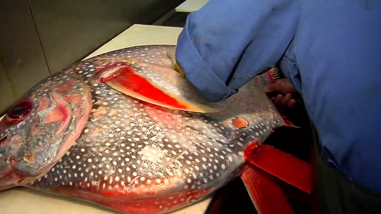 ‪Hawaiian Grown TV - Opah -‬ Garden & Valley Isle Seafood 2