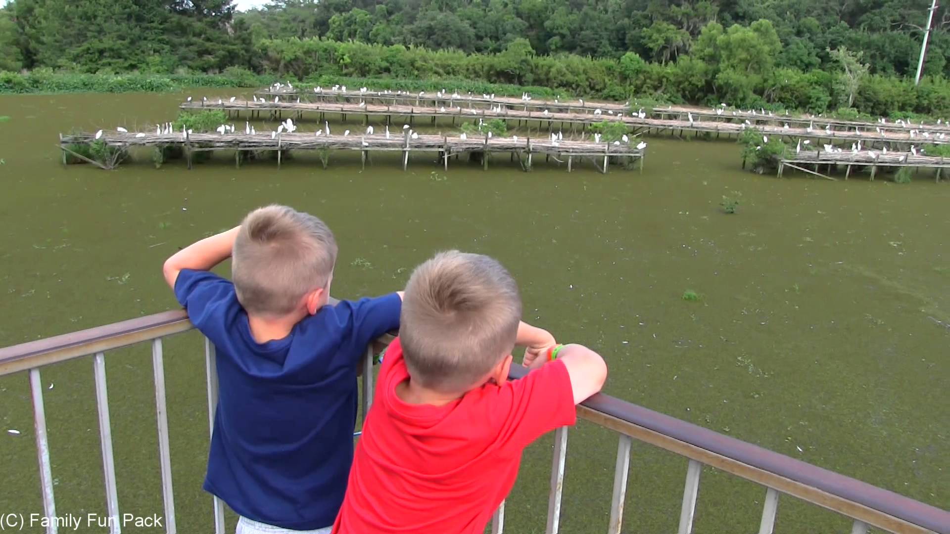 Avery Island -- We Spotted Alligators in the Wild!