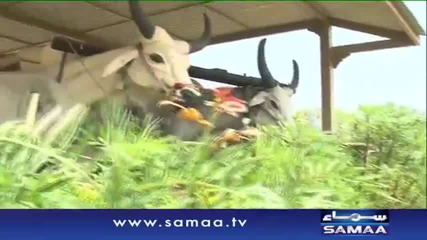 Farooq Qaiser Aur Uncle Sargam | Samaa Kay Mehmaan | 05 Sept 2016