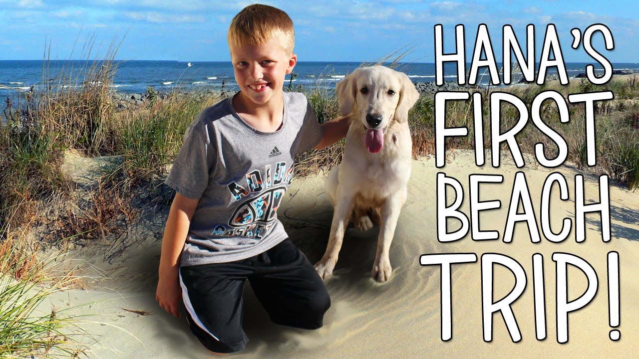 Puppy at the Beach & Alyssa's First BEE STING