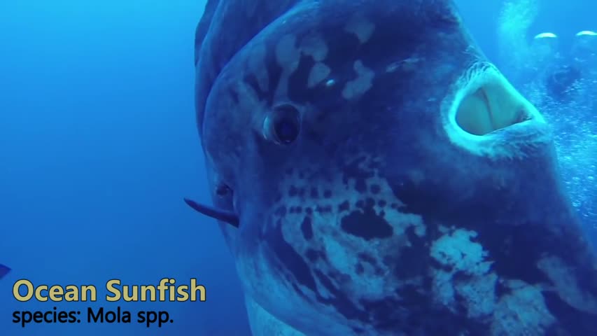 DIVERS ENCOUNTER GIANT FISH