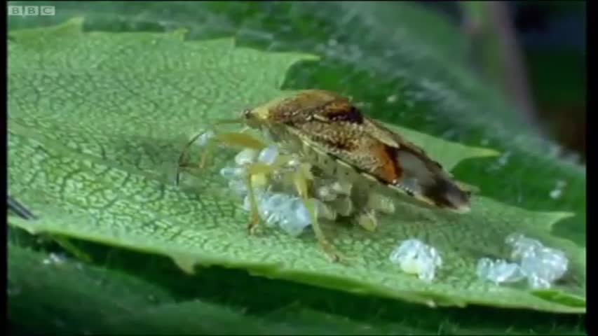 Chemical Attack: Ants vs Parent Bug - Natural World - The Secret Garden - BBC