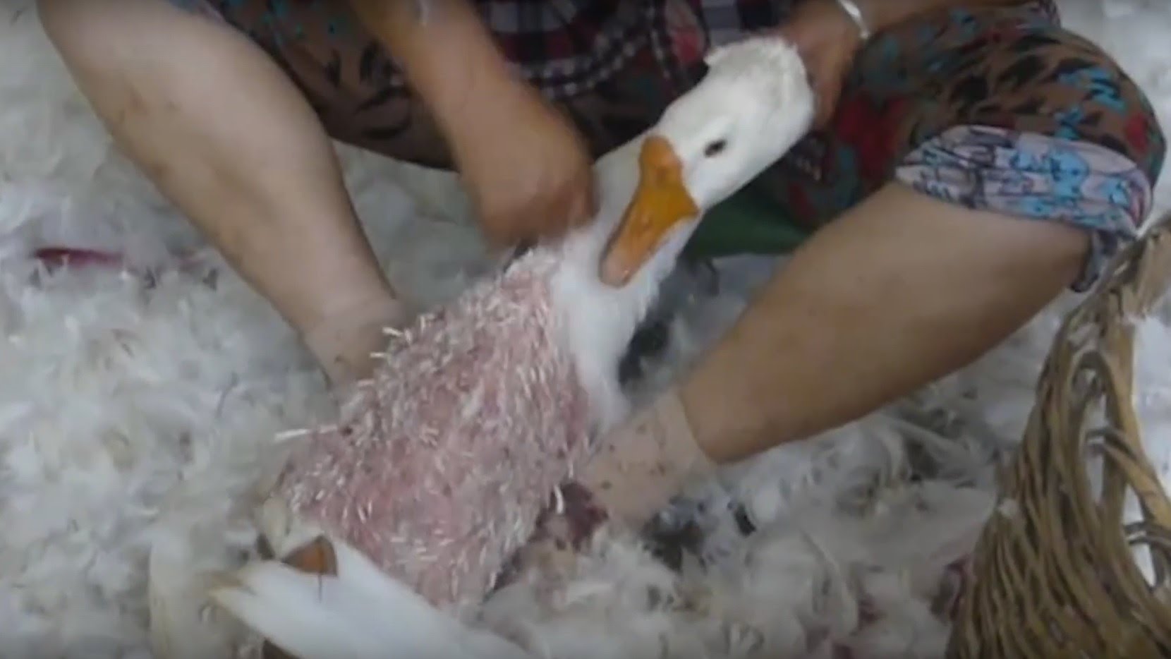How Geese's Feathers Are Ripped Out for Down