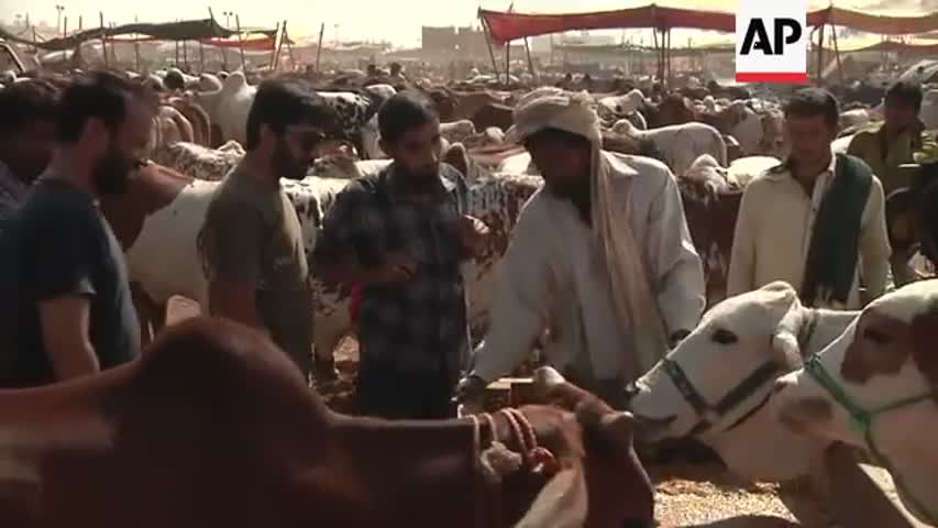 Livestock markets lure customers ahead of Eid al-Adha