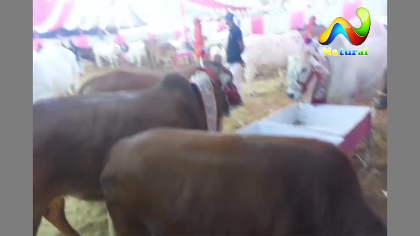 karachi Cow Mandi 2017 ||  Sufi Cattle Farm ||  Eid ul Adha 2017 ||  Part - 15