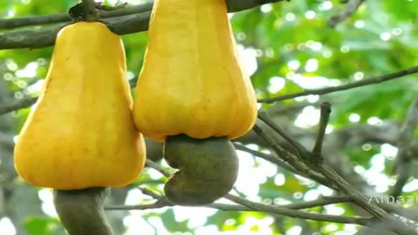 Top 10 Amazing Fruits that Grow in the Weird Ways