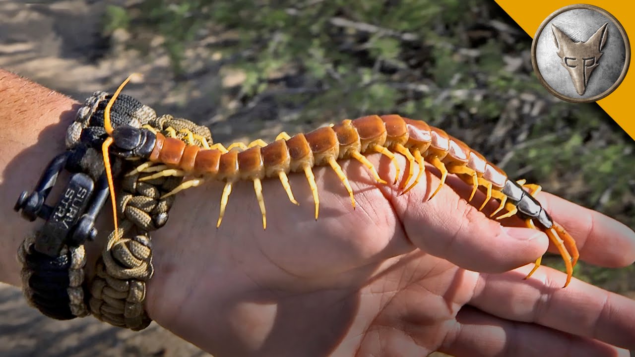 Holding a HUGE Centipede!