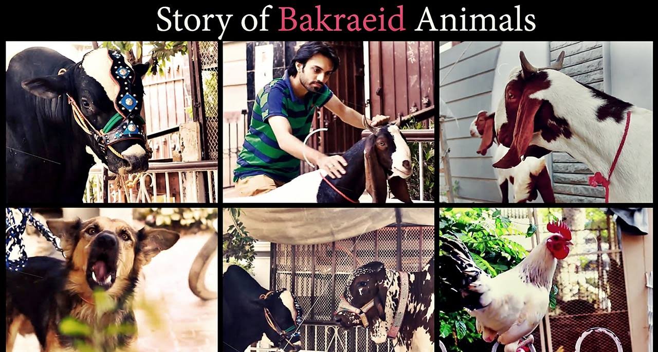 Story Of Bakra Eid Animals (Social Media Edition) | Bakra Eid 2016 | 3 Idiotz Pakistan