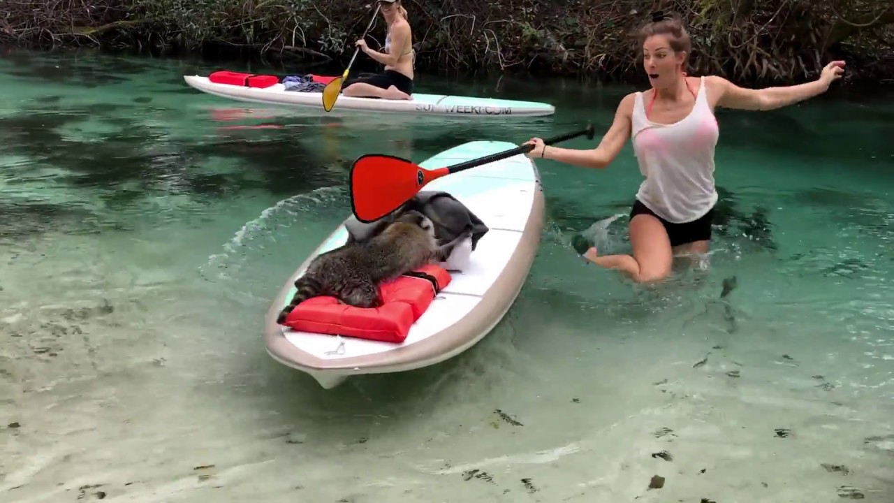 Janna Breslin VS Raccoon