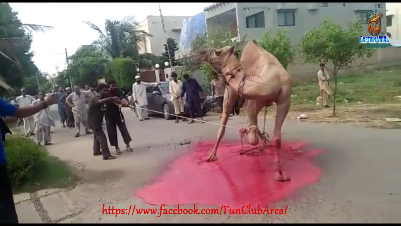 Camel Qurbani Full videos 2017 Bakra Eid day 2  Camel Qurbani In DHA video in Karachi