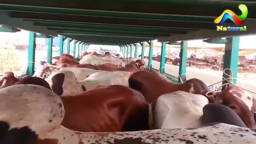 karachi Cow Mandi 2017  ||  Unloading  Cow Mandi ||  Eid ul Adha 2017 - Part  5