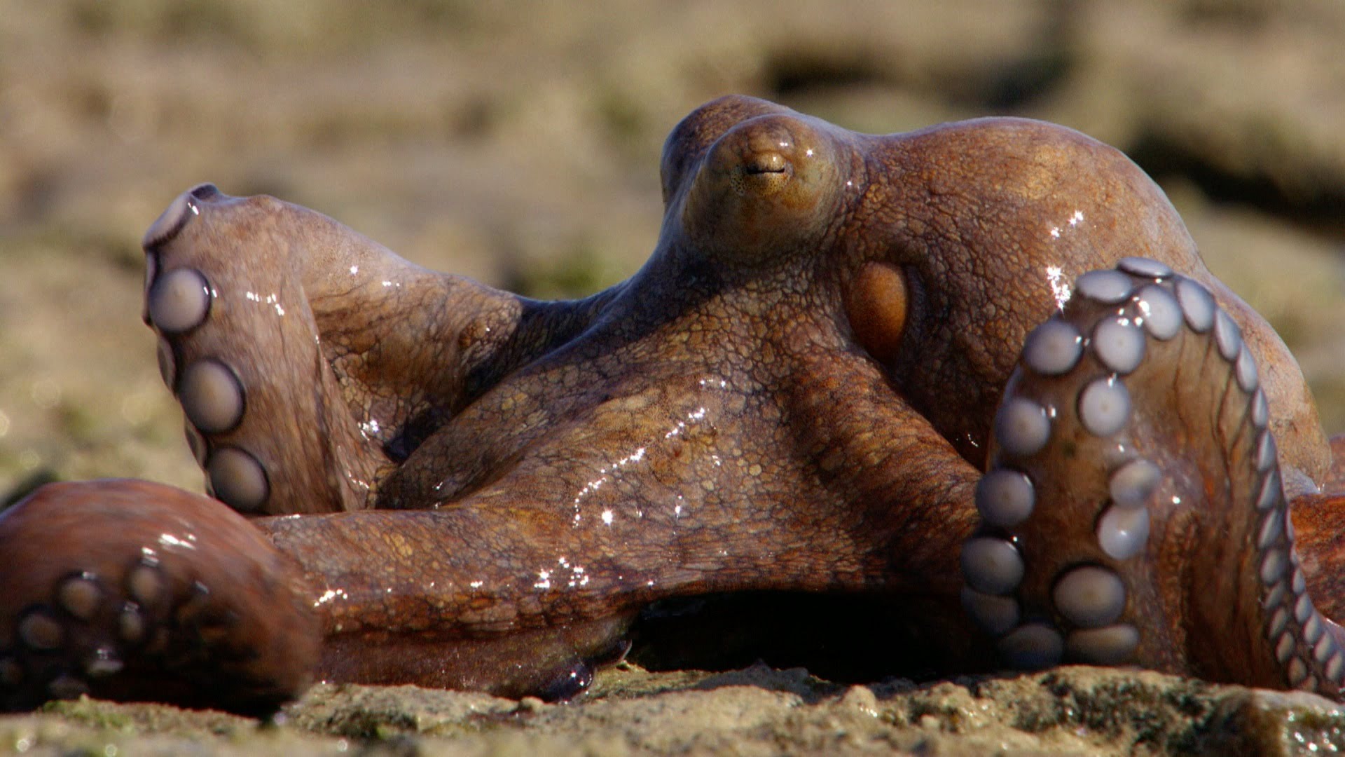 The amazing Octopus that can walk on dry land - The Hunt: Episode 6 Preview - BBC One