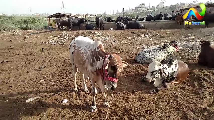 karachi Cow Mandi 2017 ||  Cow Mandi || Eid ul Adha 2017 || Part - 13