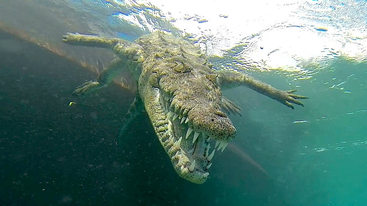 Tourists Swim Inches Away From Endangered American Crocodiles