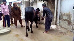 Azizabad Cow Qurbani Day 1st 2018