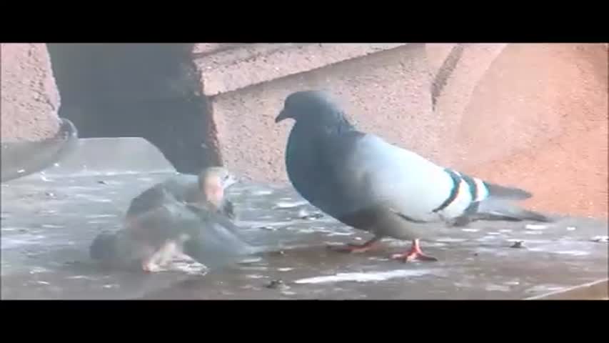 Seagull eats Pigeon