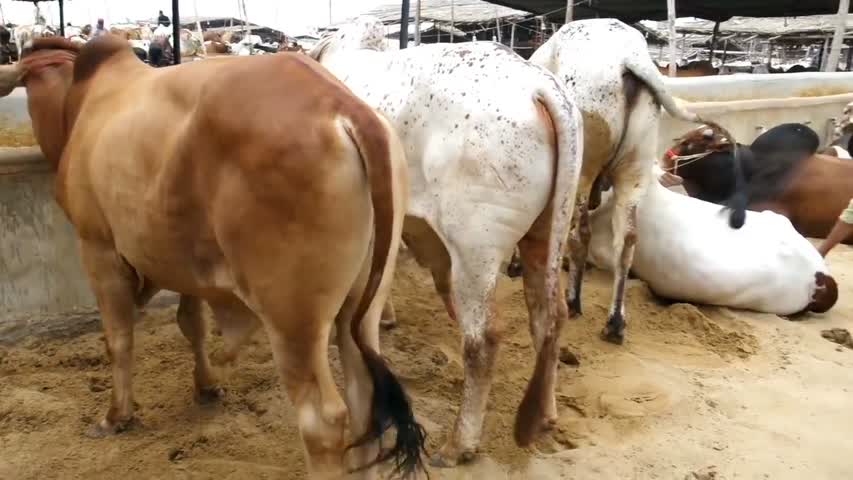 COW MANDI Malir Karachi 2018 