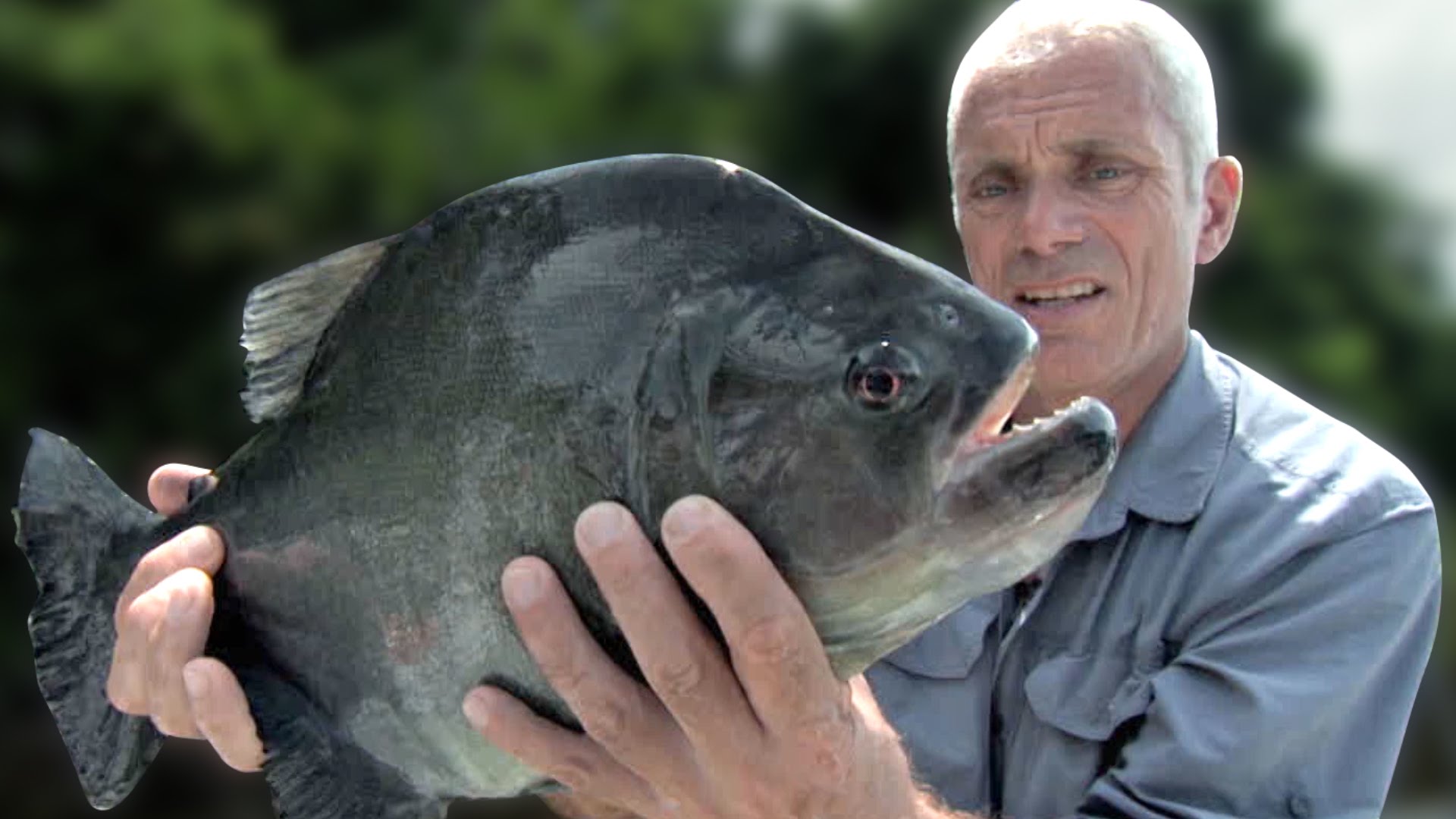 Catching a Black Piranha - River Monsters