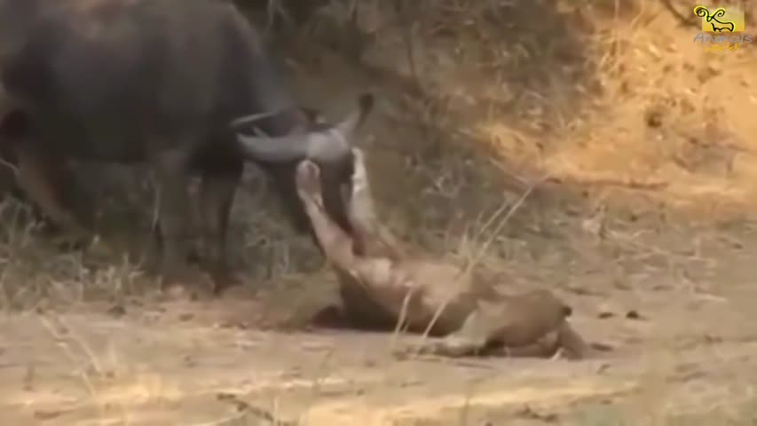 Wild animals fight to death | CRAZIEST Animal Fights Caught  