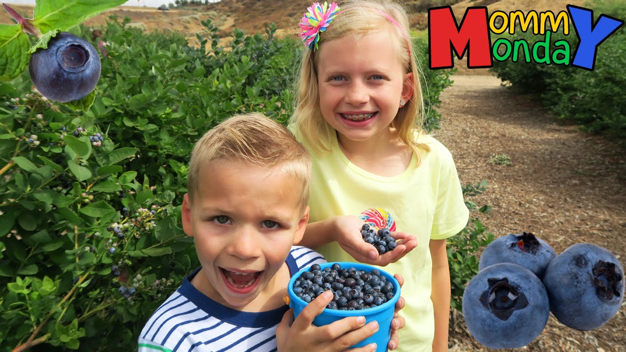 Blueberry Picking & Finding Dory Fun || Mommy Monday
