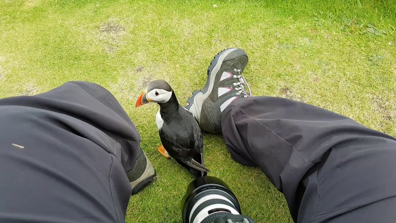 Friendly Puffin Approaches Photographer