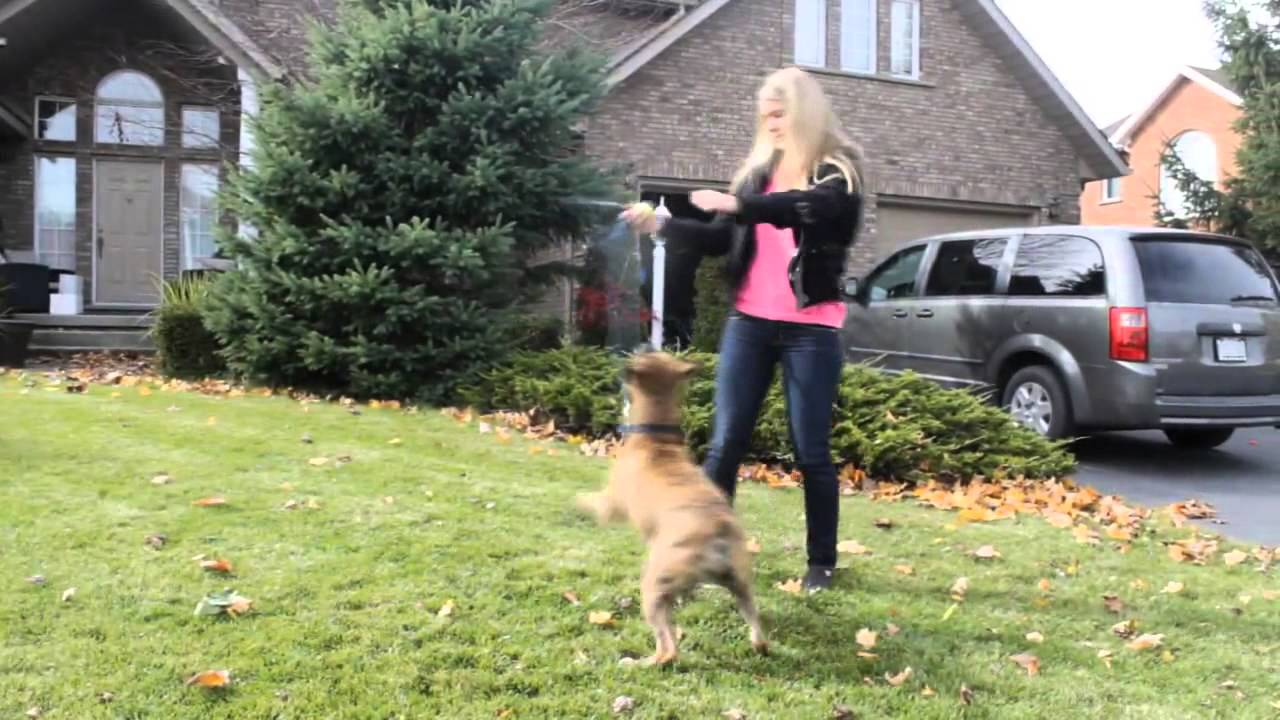 ZaidAliT - White people vs. Brown people with dogs..