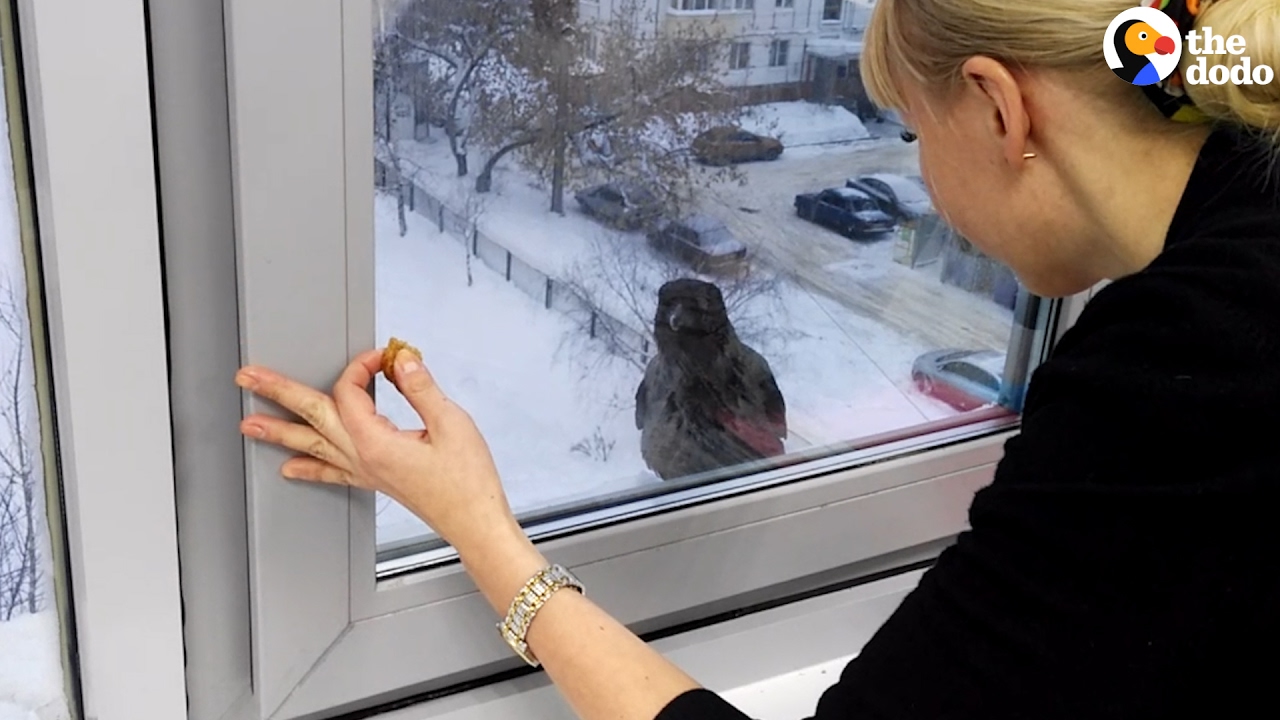 Crow Really Wants Something Inside The Dodo